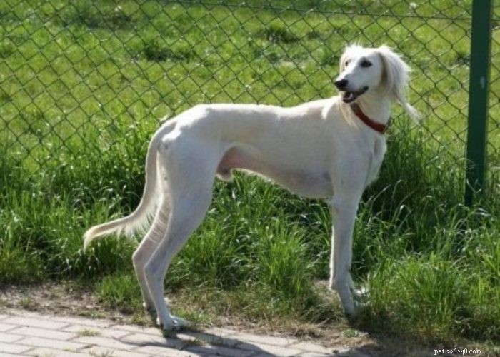 Hidden Gems: Rare Indian Dog Breeds You Should Know