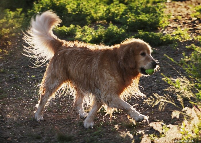 Discover 15 Stunning Red Dog Breeds You’ll Love