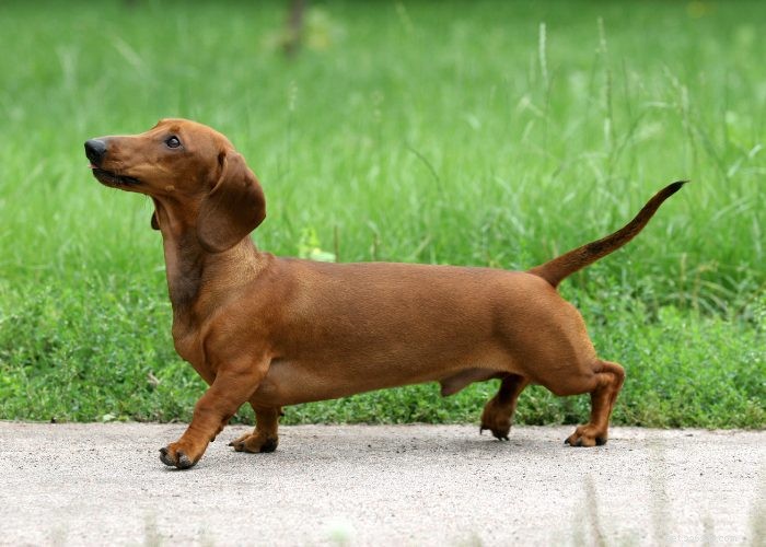 Discover 15 Stunning Red Dog Breeds You’ll Love