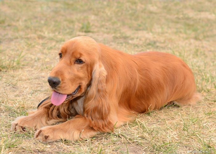 Discover 15 Stunning Red Dog Breeds You’ll Love