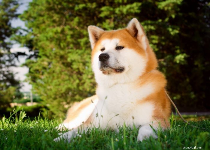 Discover 15 Stunning Red Dog Breeds You’ll Love