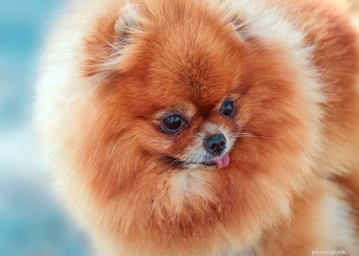Discover 15 Stunning Red Dog Breeds You’ll Love