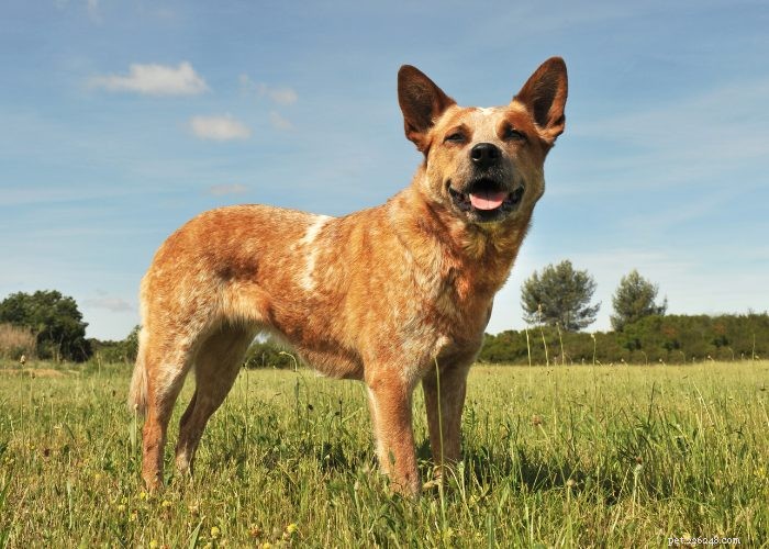 Discover 15 Stunning Red Dog Breeds You’ll Love