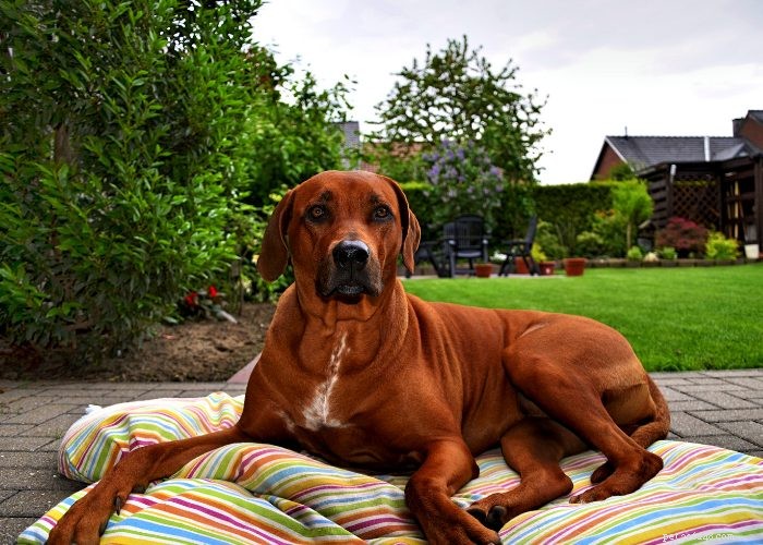 Discover 15 Stunning Red Dog Breeds You’ll Love