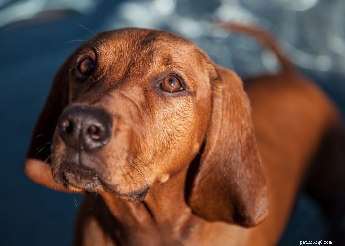 Discover 15 Stunning Red Dog Breeds You’ll Love