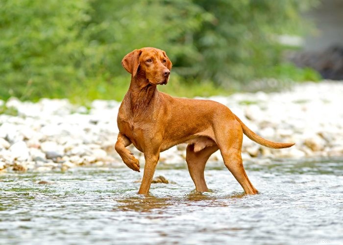 Discover 15 Stunning Red Dog Breeds You’ll Love