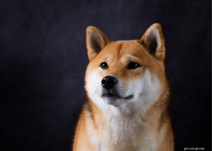 Discover 15 Stunning Red Dog Breeds You’ll Love