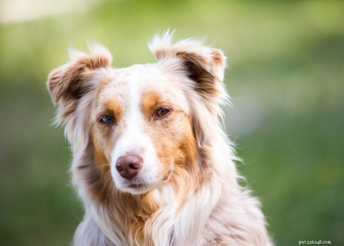 Discover 15 Stunning Red Dog Breeds You’ll Love