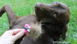 Top Low‑Shedding Dog Breeds: Perfect for Allergy‑Friendly Homes