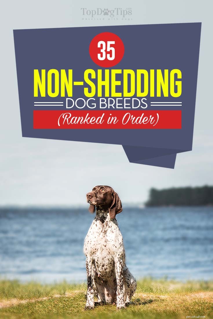 Top Low‑Shedding Dog Breeds: Perfect for Allergy‑Friendly Homes