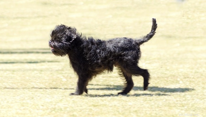 Top Low‑Shedding Dog Breeds: Perfect for Allergy‑Friendly Homes