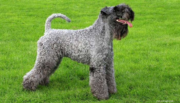 Top Low‑Shedding Dog Breeds: Perfect for Allergy‑Friendly Homes