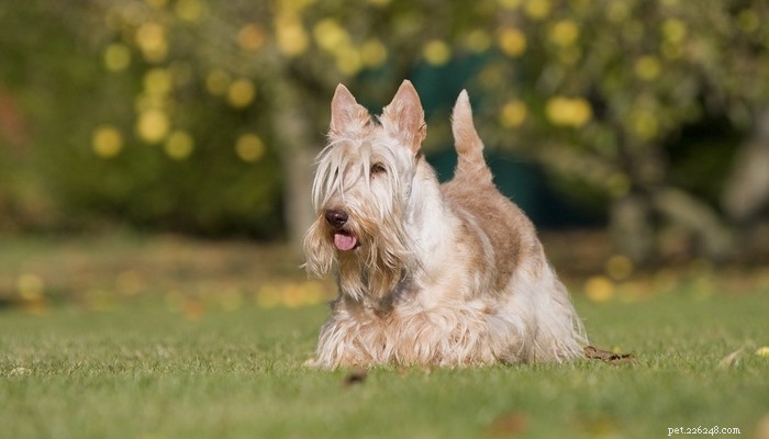 Top Low‑Shedding Dog Breeds: Perfect for Allergy‑Friendly Homes