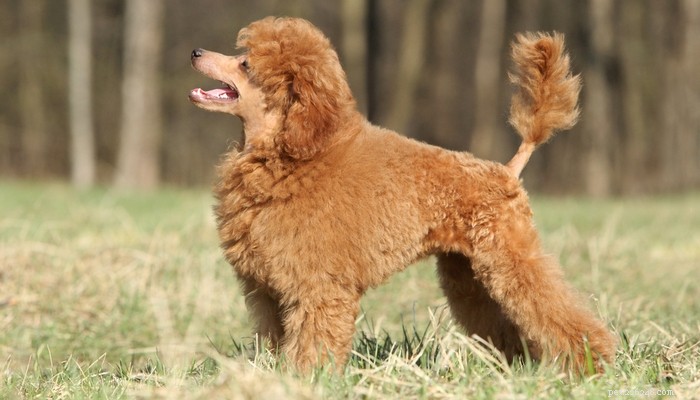 Top Low‑Shedding Dog Breeds: Perfect for Allergy‑Friendly Homes