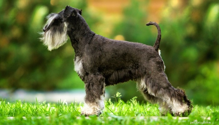 Top Low‑Shedding Dog Breeds: Perfect for Allergy‑Friendly Homes