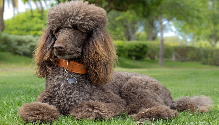 Top Low‑Shedding Dog Breeds: Perfect for Allergy‑Friendly Homes