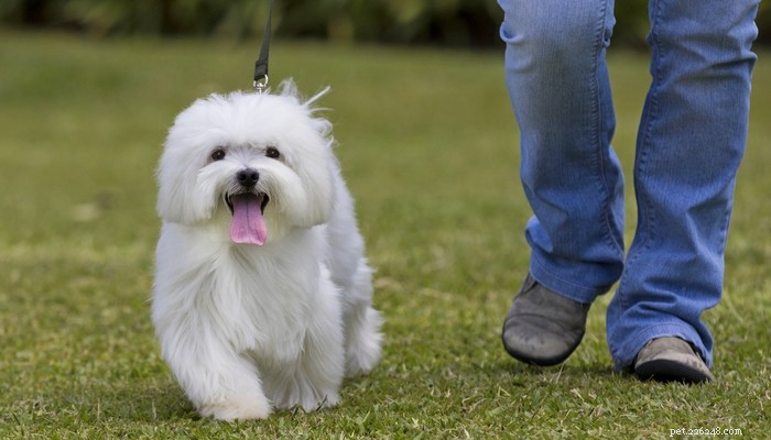 Top Low‑Shedding Dog Breeds: Perfect for Allergy‑Friendly Homes