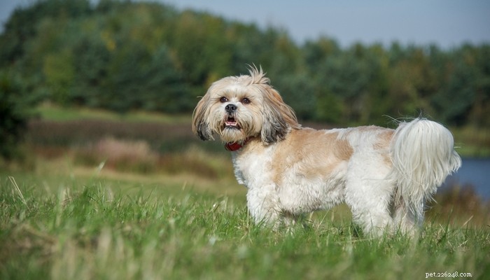 Top Low‑Shedding Dog Breeds: Perfect for Allergy‑Friendly Homes
