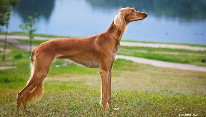 Top Low‑Shedding Dog Breeds: Perfect for Allergy‑Friendly Homes