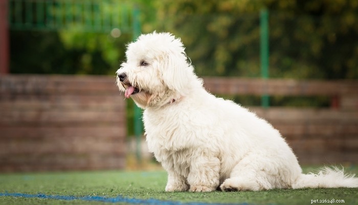Top Low‑Shedding Dog Breeds: Perfect for Allergy‑Friendly Homes