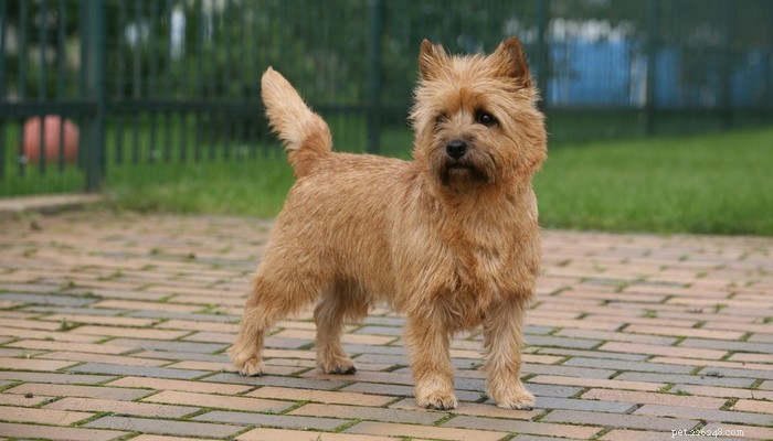 Top Low‑Shedding Dog Breeds: Perfect for Allergy‑Friendly Homes