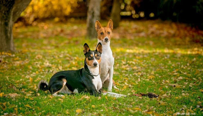 Top Low‑Shedding Dog Breeds: Perfect for Allergy‑Friendly Homes