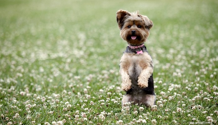 Top Low‑Shedding Dog Breeds: Perfect for Allergy‑Friendly Homes