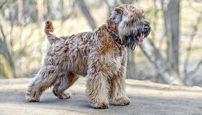 Top Low‑Shedding Dog Breeds: Perfect for Allergy‑Friendly Homes