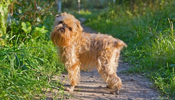 Top Low‑Shedding Dog Breeds: Perfect for Allergy‑Friendly Homes