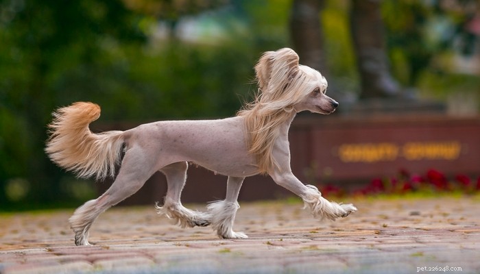 Top Low‑Shedding Dog Breeds: Perfect for Allergy‑Friendly Homes