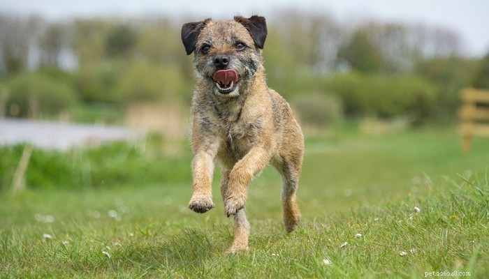 Top Low‑Shedding Dog Breeds: Perfect for Allergy‑Friendly Homes