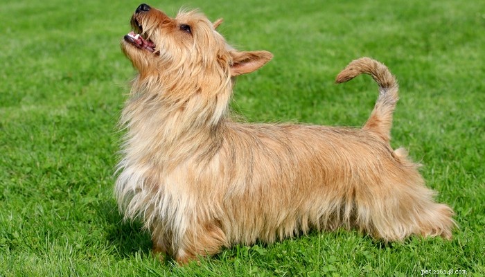 Top Low‑Shedding Dog Breeds: Perfect for Allergy‑Friendly Homes