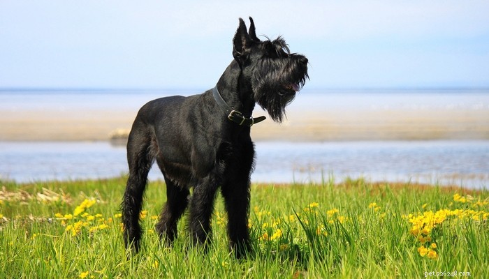 Top Low‑Shedding Dog Breeds: Perfect for Allergy‑Friendly Homes