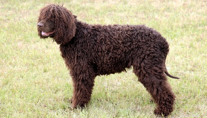 Top Low‑Shedding Dog Breeds: Perfect for Allergy‑Friendly Homes