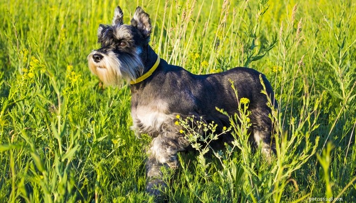 Top Low‑Shedding Dog Breeds: Perfect for Allergy‑Friendly Homes