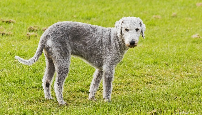 Top Low‑Shedding Dog Breeds: Perfect for Allergy‑Friendly Homes