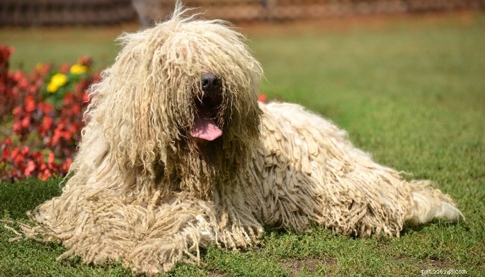 Top Low‑Shedding Dog Breeds: Perfect for Allergy‑Friendly Homes