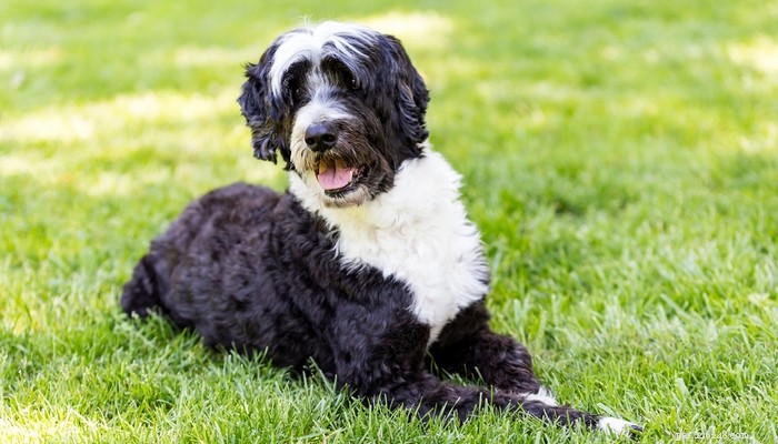 Top Low‑Shedding Dog Breeds: Perfect for Allergy‑Friendly Homes