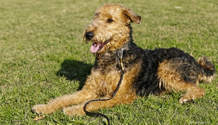 Top Low‑Shedding Dog Breeds: Perfect for Allergy‑Friendly Homes