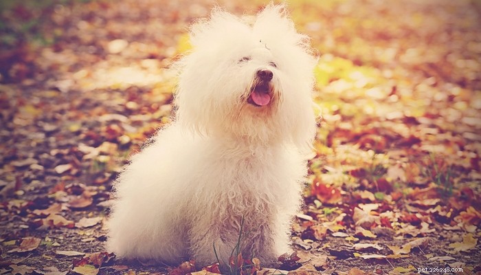 Top Low‑Shedding Dog Breeds: Perfect for Allergy‑Friendly Homes