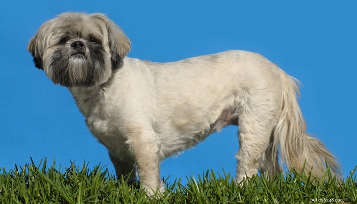 Top Low‑Shedding Dog Breeds: Perfect for Allergy‑Friendly Homes