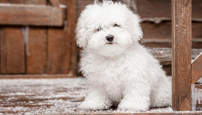 Top Low‑Shedding Dog Breeds: Perfect for Allergy‑Friendly Homes