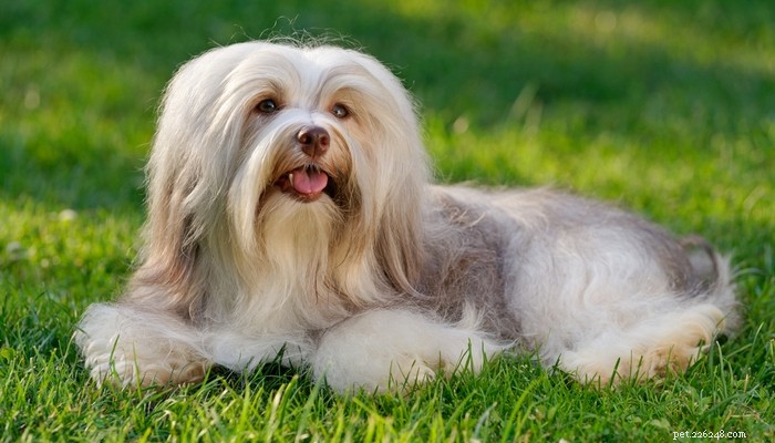 Top Low‑Shedding Dog Breeds: Perfect for Allergy‑Friendly Homes