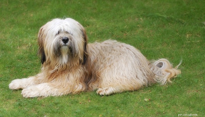 Top Low‑Shedding Dog Breeds: Perfect for Allergy‑Friendly Homes