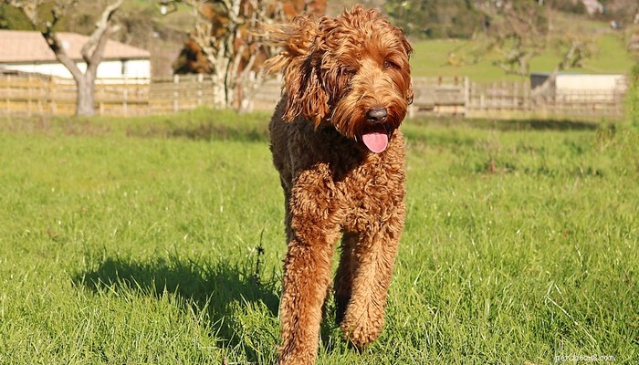 Top Low‑Shedding Dog Breeds: Perfect for Allergy‑Friendly Homes