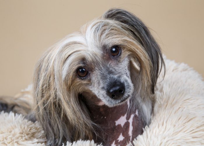 15 Small Dog Breeds That Won’t Shed or Bark – Ideal for Low‑Maintenance Pet Lovers