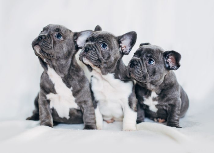 15 Small Dog Breeds That Won’t Shed or Bark – Ideal for Low‑Maintenance Pet Lovers
