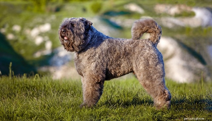 Top Low‑Shedding Dog Breeds: Perfect for Allergy‑Friendly Homes