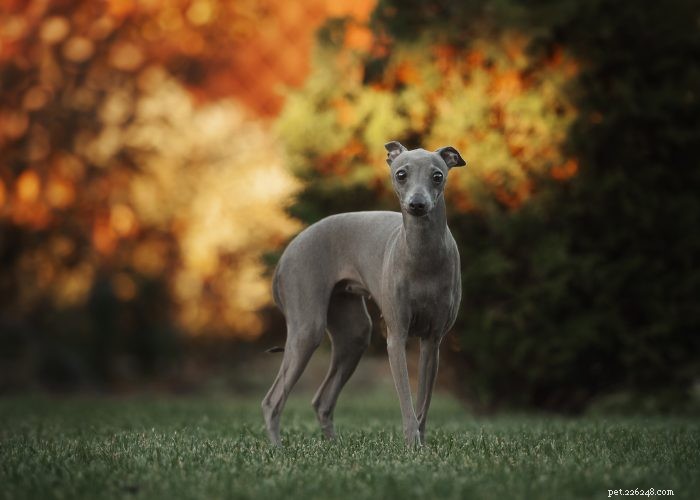 15 Small Dog Breeds That Won’t Shed or Bark – Ideal for Low‑Maintenance Pet Lovers
