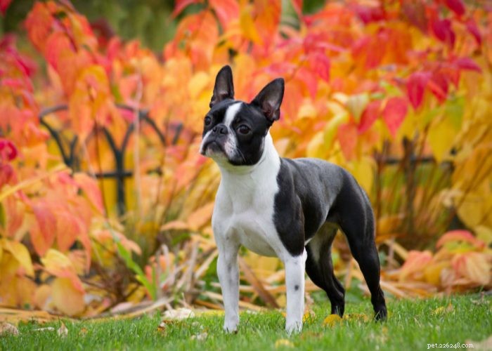 15 Small Dog Breeds That Won’t Shed or Bark – Ideal for Low‑Maintenance Pet Lovers